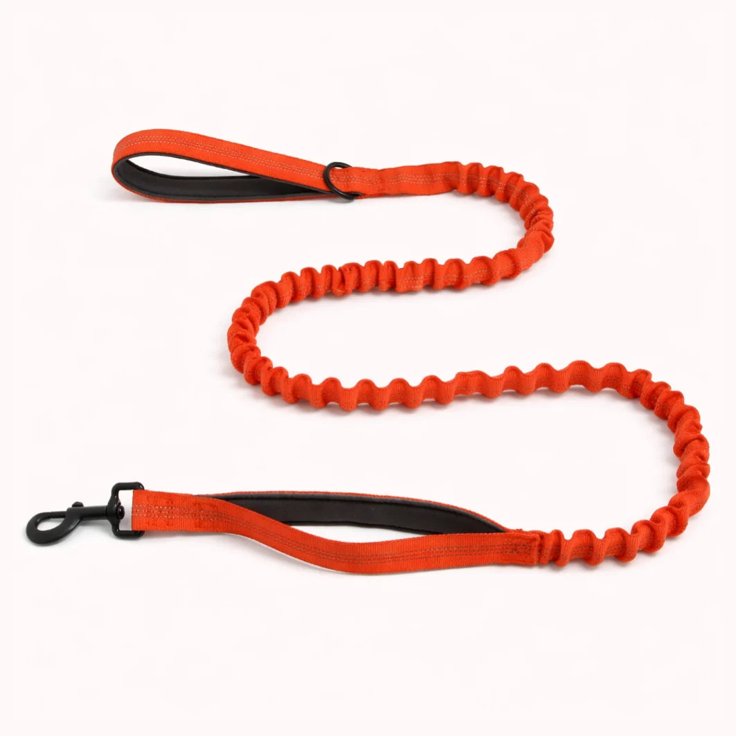 CZ Laisse élastique pour chien